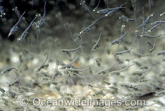 School of Mysid Shrimp photo School of Mysid Shrimp photo