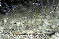 School of Mysid Shrimp Photo - Rudie Kuiter