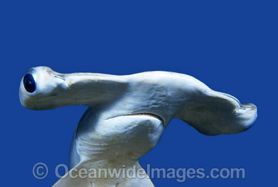 Smooth Hammerhead Shark Sphyrna zygaena photo
