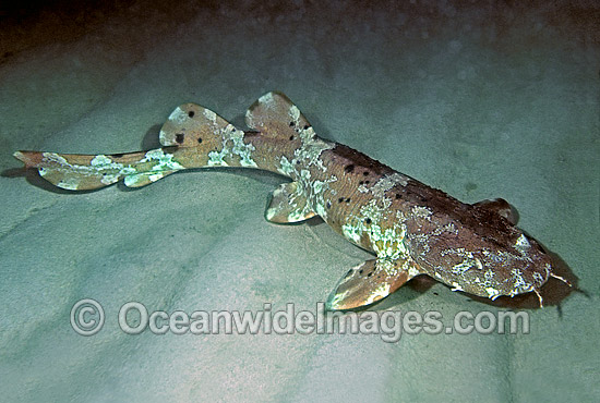 Cobbler Wobbegong Shark photo