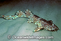 Cobbler Wobbegong Shark Photo - Rudie Kuiter