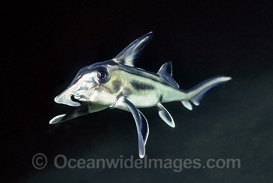 Elephant Shark Callorhinchus milii photo Elephant Shark Callorhinchus milii photo