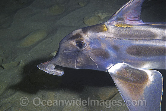 Elephant Shark Callorhinchus milii photo Elephant Shark Callorhinchus milii photo