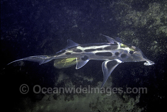 Elephant Shark female with eggs photo Elephant Shark female with eggs photo