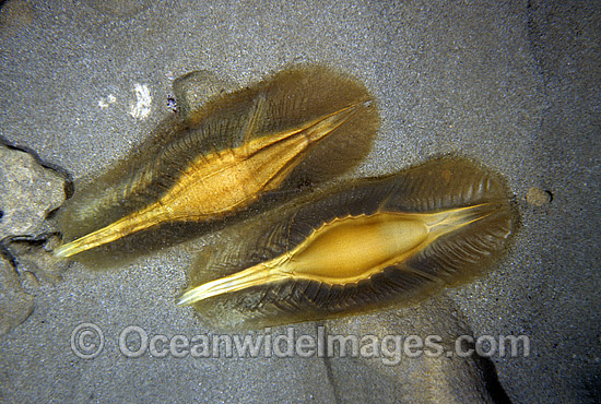 Elephant Shark egg capsules photo Elephant Shark egg capsules photo