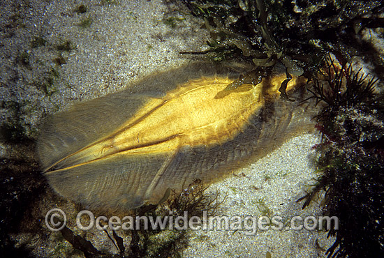 Elephant Shark egg capule photo Elephant Shark egg capule photo
