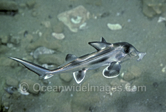 Elephant Shark newborn hatchling photo Elephant Shark newborn hatchling photo