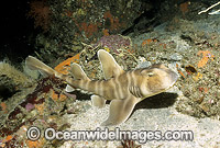 Horn Shark Izu Peninsula Japan Photo - Rudie Kuiter