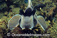 Crested Horn Shark Heterodontus galeatus Photo - Rudie Kuiter