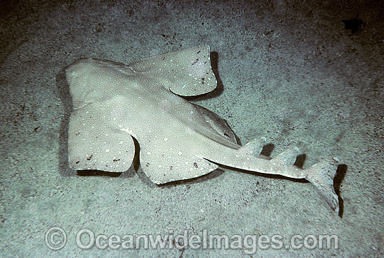 Australian Angel Shark Squatina australis photo Australian Angel Shark Squatina australis photo