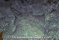 Japan Angel Shark Squatina japonica Photo - Rudie Kuiter