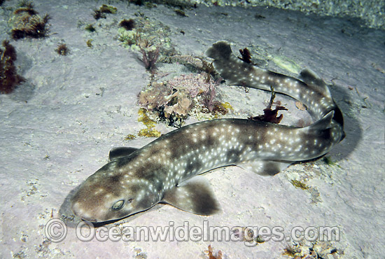 Gulf Catshark Asymbolus vincenti photo Gulf Catshark Asymbolus vincenti photo
