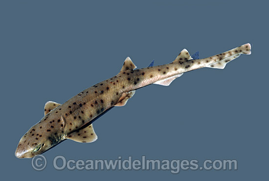 Western spotted Catshark Asymbolus sp. photo Western spotted Catshark Asymbolus sp. photo