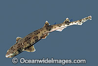 Western spotted Catshark Asymbolus sp. Photo - Rudie Kuiter