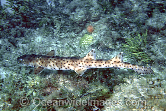 Black-spotted Catshark Aulohalaelurus labiosus photo Black-spotted Catshark Aulohalaelurus labiosus photo