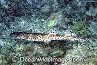 Black-spotted Catshark Aulohalaelurus labiosus Photo - Rudie Kuiter