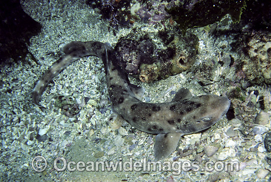 Grey-spotted Catshark Asymbolus analis photo