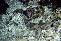Grey-spotted Catshark Asymbolus analis Photo - Rudie Kuiter
