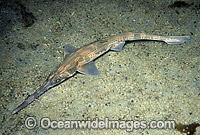 Common Sawshark Pristiophorus cirratus Photo - Rudie Kuiter