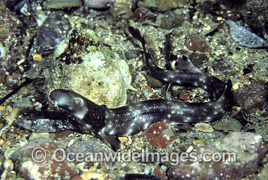 Varied Carpet Shark Parascyllium variolatum photo Varied Carpet Shark Parascyllium variolatum photo
