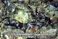 Varied Carpet Shark Parascyllium variolatum Photo - Rudie Kuiter