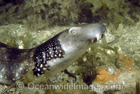 Varied Carpet Shark Parascyllium variolatum photo Varied Carpet Shark Parascyllium variolatum photo