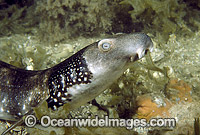 Varied Carpet Shark Parascyllium variolatum Photo - Rudie Kuiter