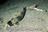 Collared Carpet Shark Parascyllium collare Photo - Rudie Kuiter