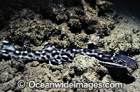 Coral Catshark Atelomycterus marmoratus Photo - Rudie Kuiter
