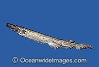 Frilled Shark Chlamydoselachus anguineus Photo - Rudie Kuiter