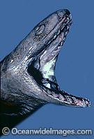 Frilled Shark Chlamydoselachus anguineus Photo - Rudie Kuiter