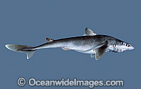 Shortnose Spurdog Squalus megalops Photo - Rudie Kuiter