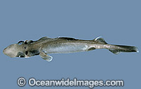 Brier Shark Deania calcea Photo - Rudie Kuiter