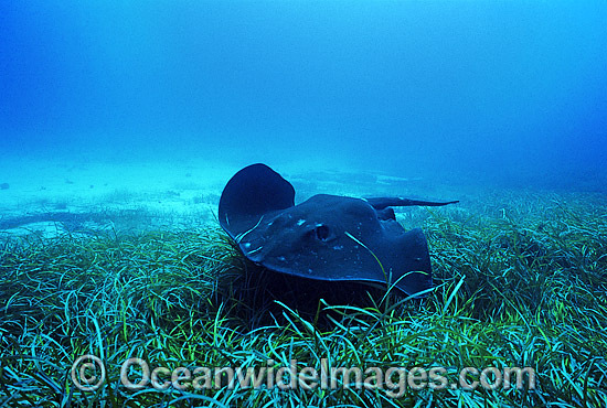 Smooth Stingray Dasyatis brevicaudata photo Smooth Stingray Dasyatis brevicaudata photo