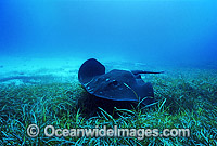 Smooth Stingray Dasyatis brevicaudata Photo - Gary Bell