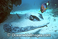 Blotched Fantail Stingray Teiniura meyeni Photo - Gary Bell