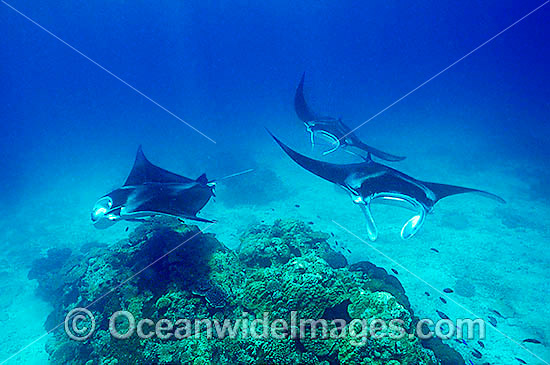 Manta Rays Manta birostris photo Manta Rays Manta birostris photo