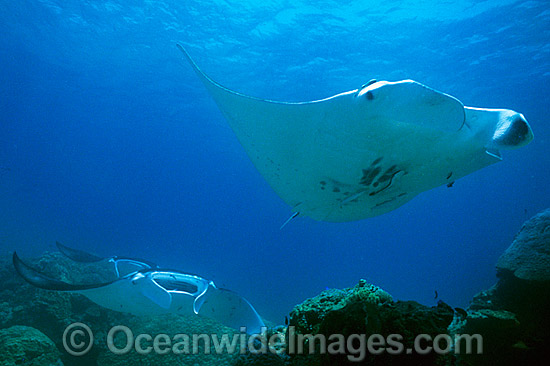 Giant Oceanic Manta Ray photo