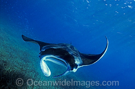 Manta Ray photo