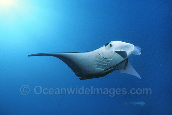 Manta Ray Manta birostris photo