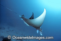 Manta Ray Manta birostris Photo - Gary Bell