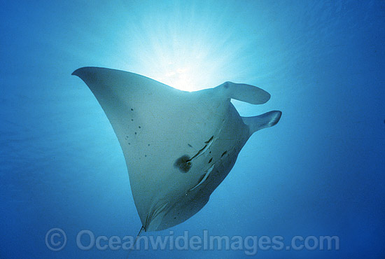 Giant Oceanic Manta Ray photo