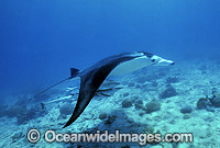 Manta Ray Manta birostris Photo - Gary Bell
