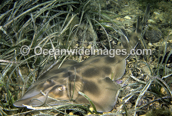 Western Shovelnose Ray Aptychotrema vincentiana photo Western Shovelnose Ray Aptychotrema vincentiana photo