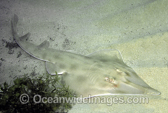 Short-snouted Shovelnose Ray Aptychotrema bougainvillii photo