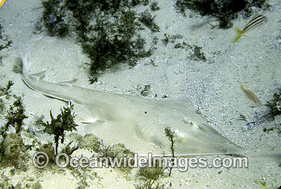 Eastern Shovelnose Ray Aptychotrema rostrata photo Eastern Shovelnose Ray Aptychotrema rostrata photo