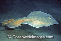 Coffin Ray Hypnos monopterygium Photo - Rudie Kuiter