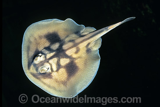Banded Stingaree Urolophus cruciatus photo Banded Stingaree Urolophus cruciatus photo