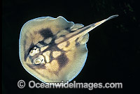 Banded Stingaree Urolophus cruciatus Photo - Rudie Kuiter