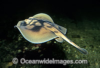 Banded Stingaree Urolophus cruciatus Photo - Rudie Kuiter